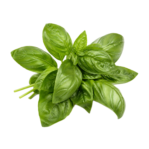Ilustración de Albahaca, cruda